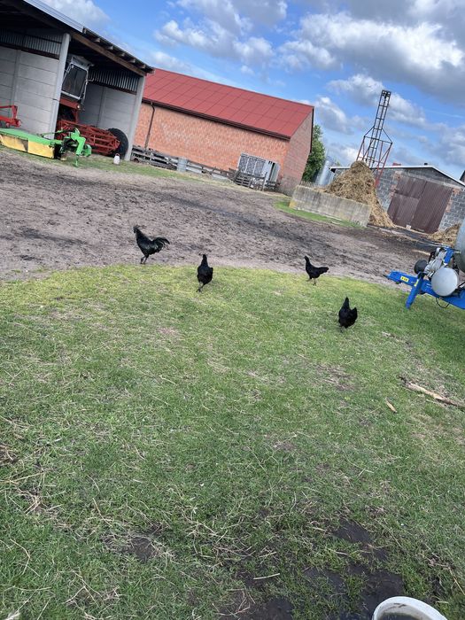 Ayam cenami jaja legowe