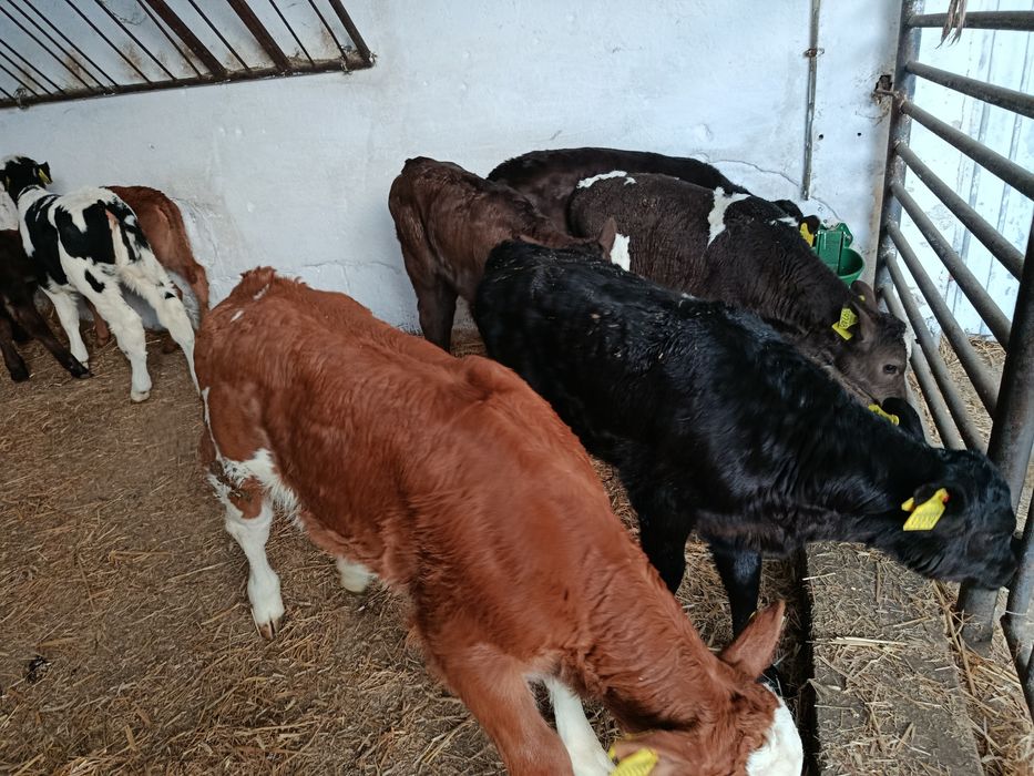 Jałówki Mięsne Mieszańce 60-100kg