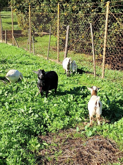 Cabras anãs tricolor