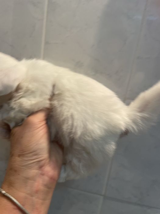 Bichon maltes super top