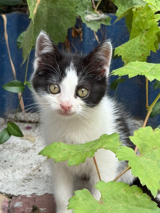 Котенок- девочка в добрые руки