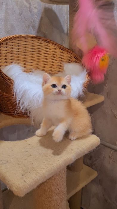 Золотая шиншилла котята