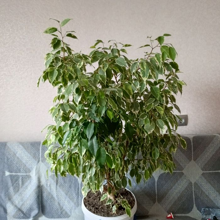 Фікус бенджаміна