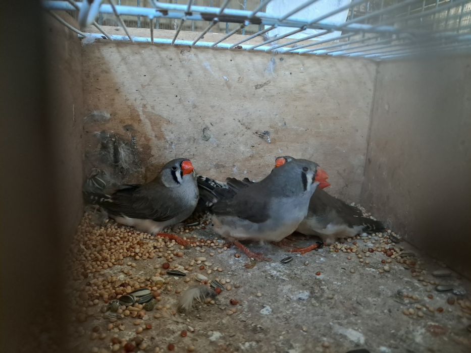 Mandarins gigantes exposição