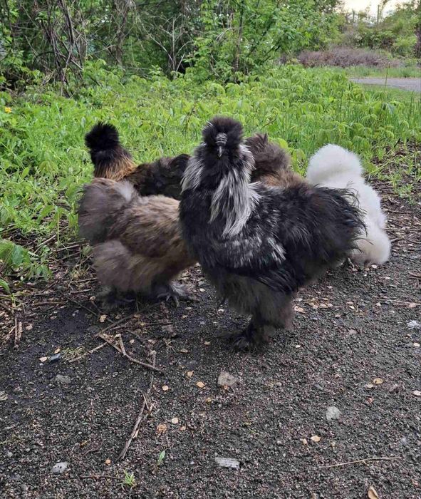 Курі китайська шовкова.Інкубаційні яйця китайськоі шовковоі курочки.