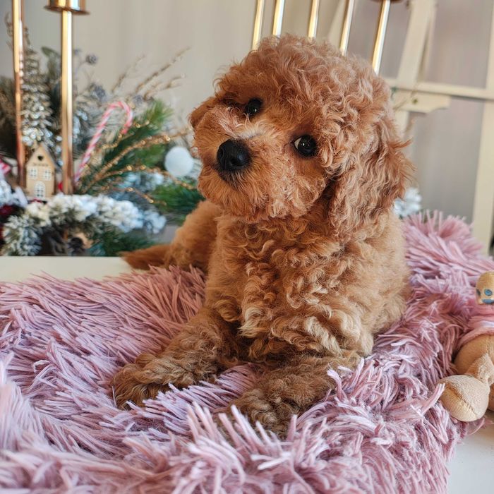 Poochon / Bichpoo / Pudel Toy piesek