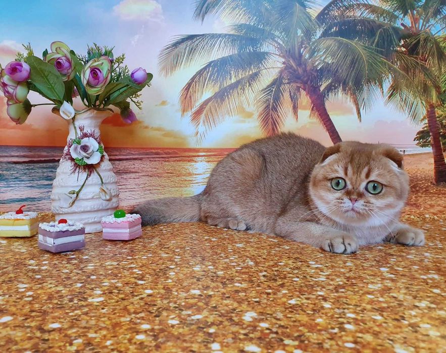 Милейшее создание, кошечка золотистого окраса