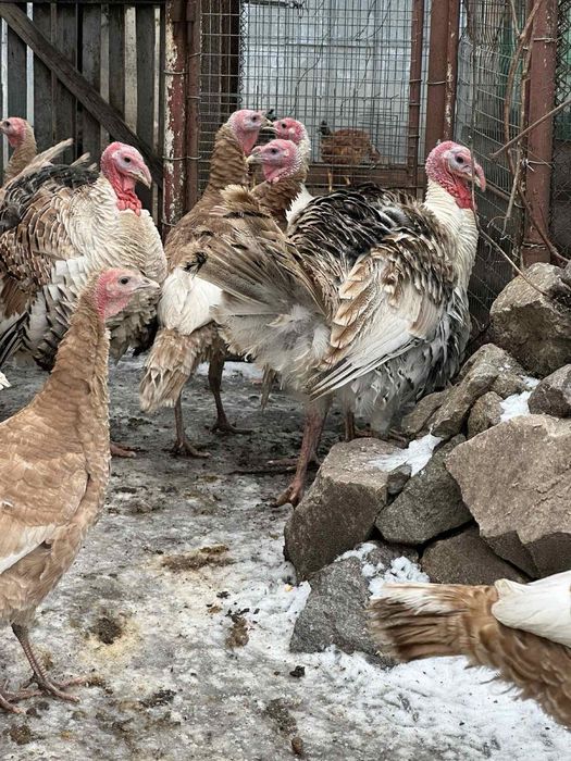 Продам індиків породи червоний бурбон