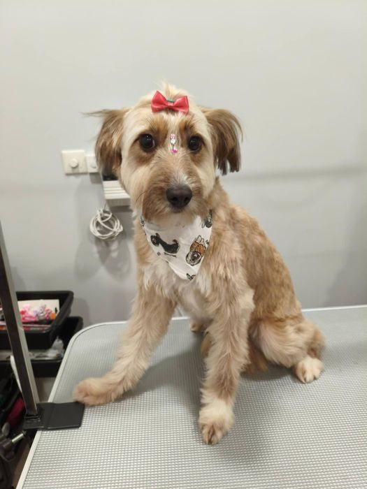 Cadelinha para adopção responsável