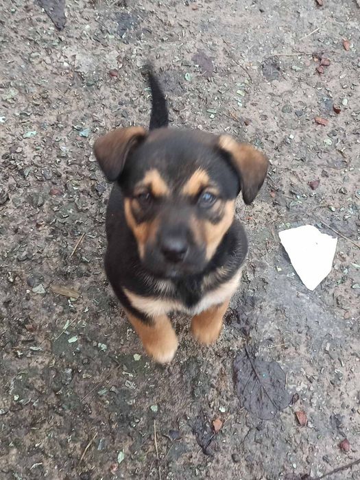 Красивые щенки в хорошие руки