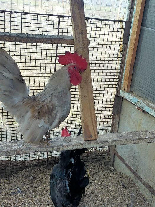 Куры породы Шабо