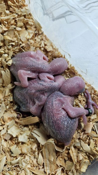 Mustaches para acabar de criar a mão