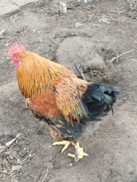 Петухи. Півні, 8 міс. не бройлерилери