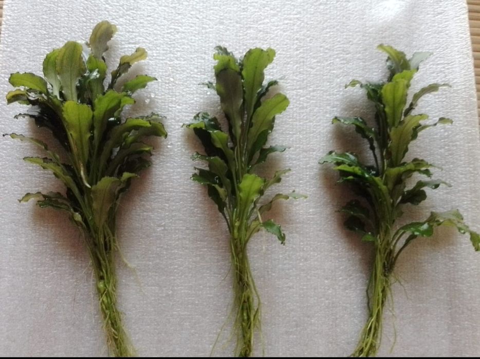 Bucephalandra Wavy Green