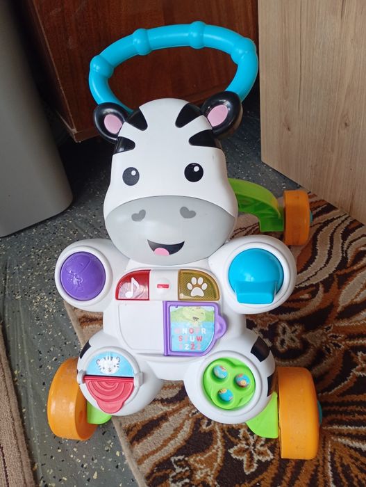Pchacz zebra  po polsku