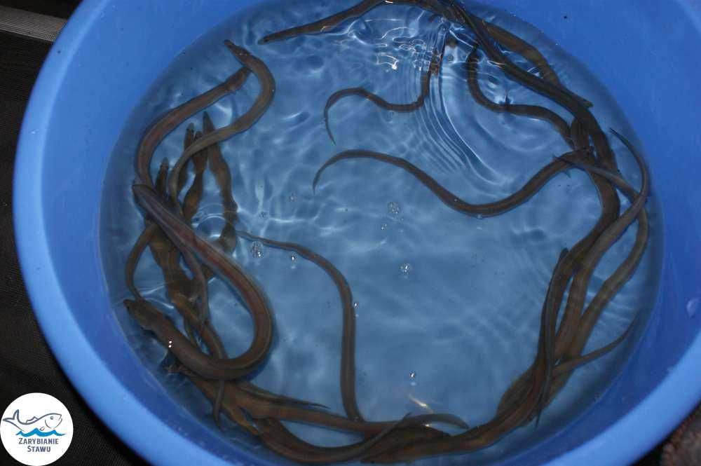 Narybek amura zarybianiestawu