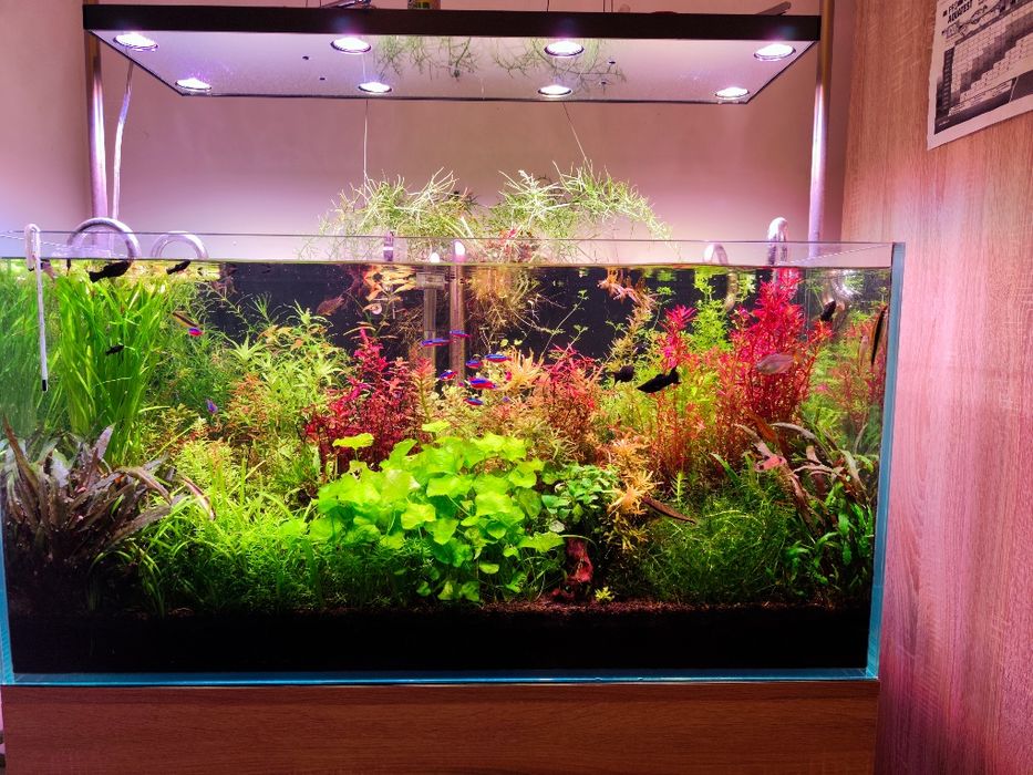 Sprzedam Rotala Singapur Red