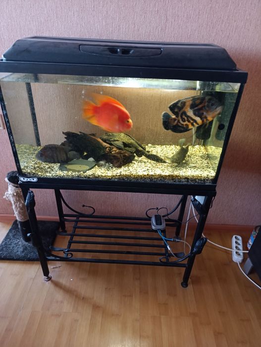 Рибкі хижі риби декоративні риби акваріум стійка для акваріуму