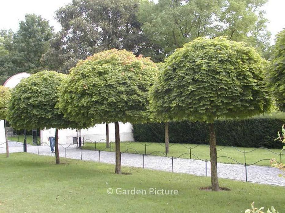 Klon GLOBOSUM Acer kulisty PURPLE GLOBE Golden Globe drzewa alejowe
