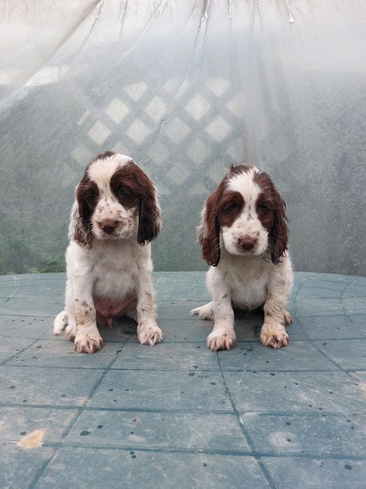 Cocker spaniel szczeniak