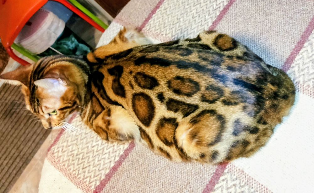 Gatinho  Bengal 2 meses