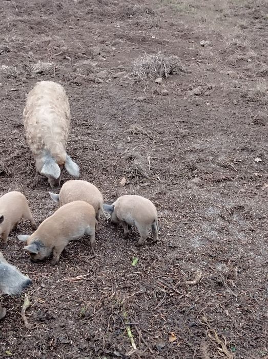 Свині мангалиця продам