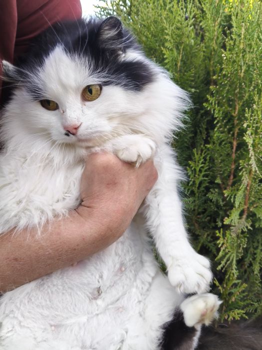 Чарівна пухнаста красуня шукає родину