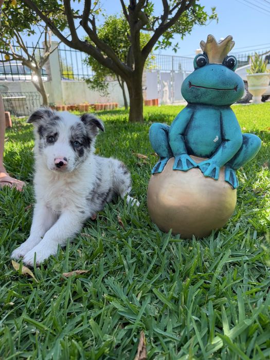 Excelente menino border collie olhos azuis