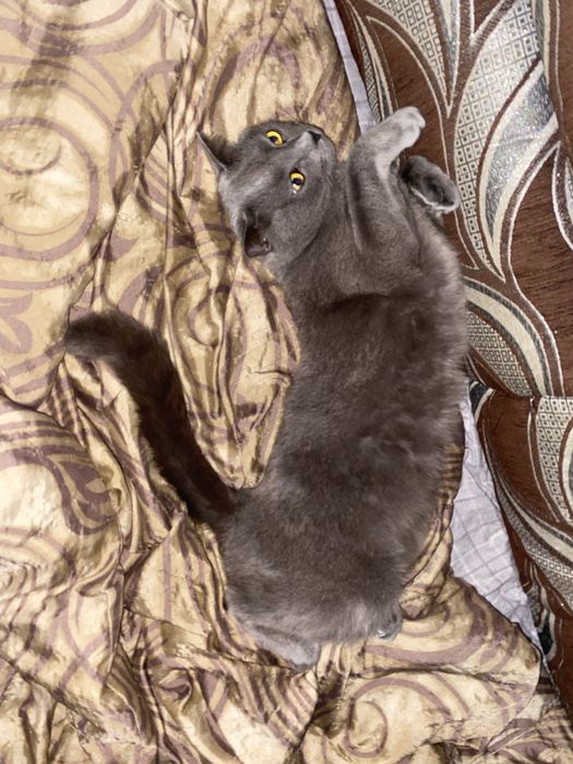 отдам бесплатно котика в добрые ручки