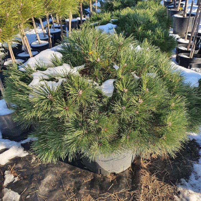 Сосна горная  и много других видов