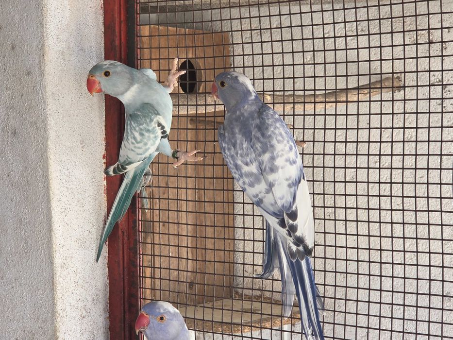 Ring necks malhados