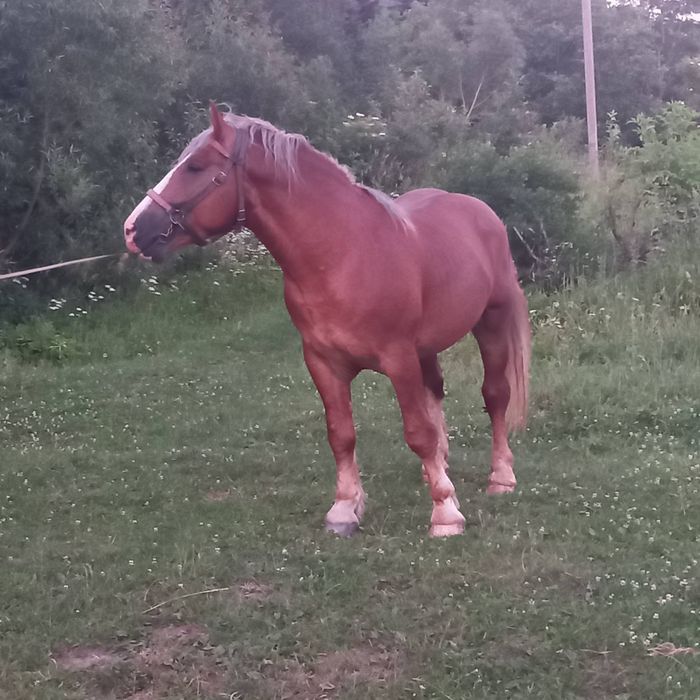 Молодий кінь на паровку