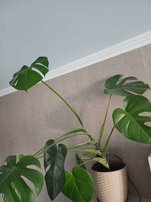 Молодая растущая монстера высотой 80  см