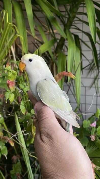 Agapornis domesticado