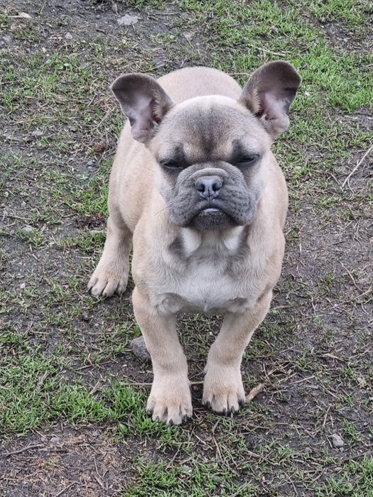 Продам цуценят Французького бульдога