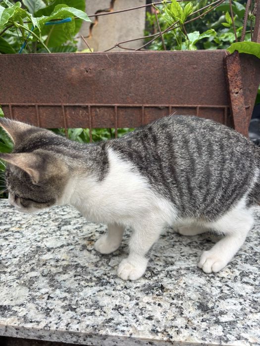 Gatinhos para adoçao