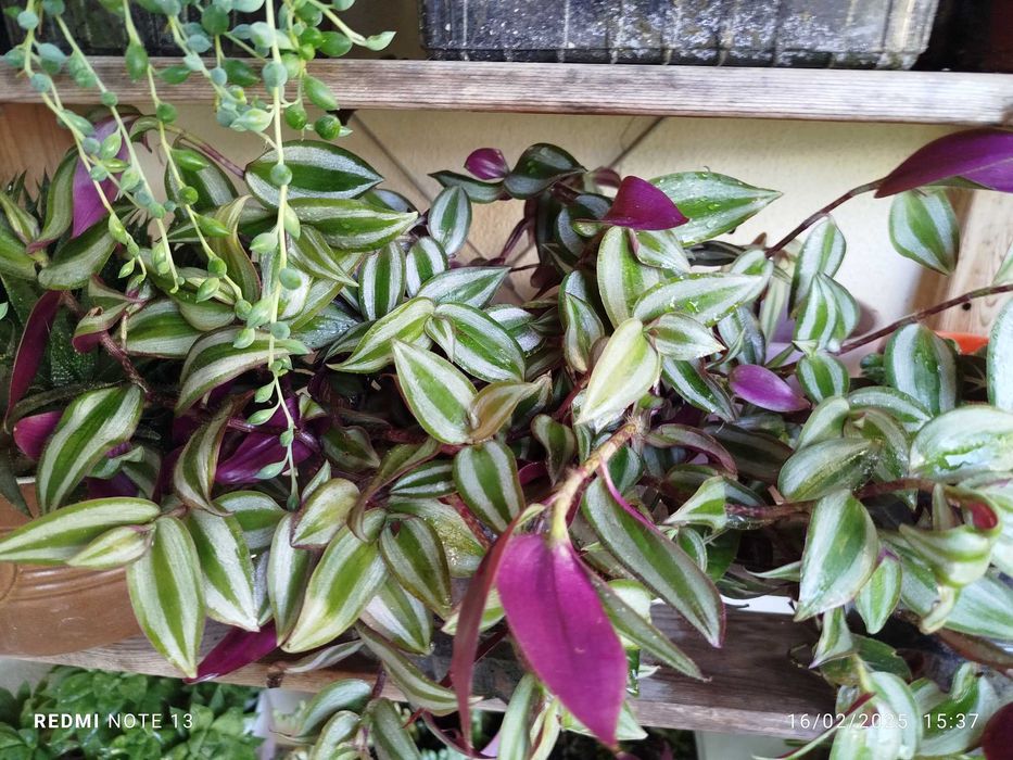 Planta de exterior _ Trandescantia Zebrinis