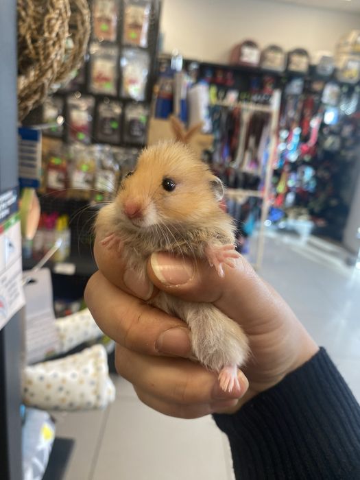 Chomik syryjski długowłosy trikokor zooanimals