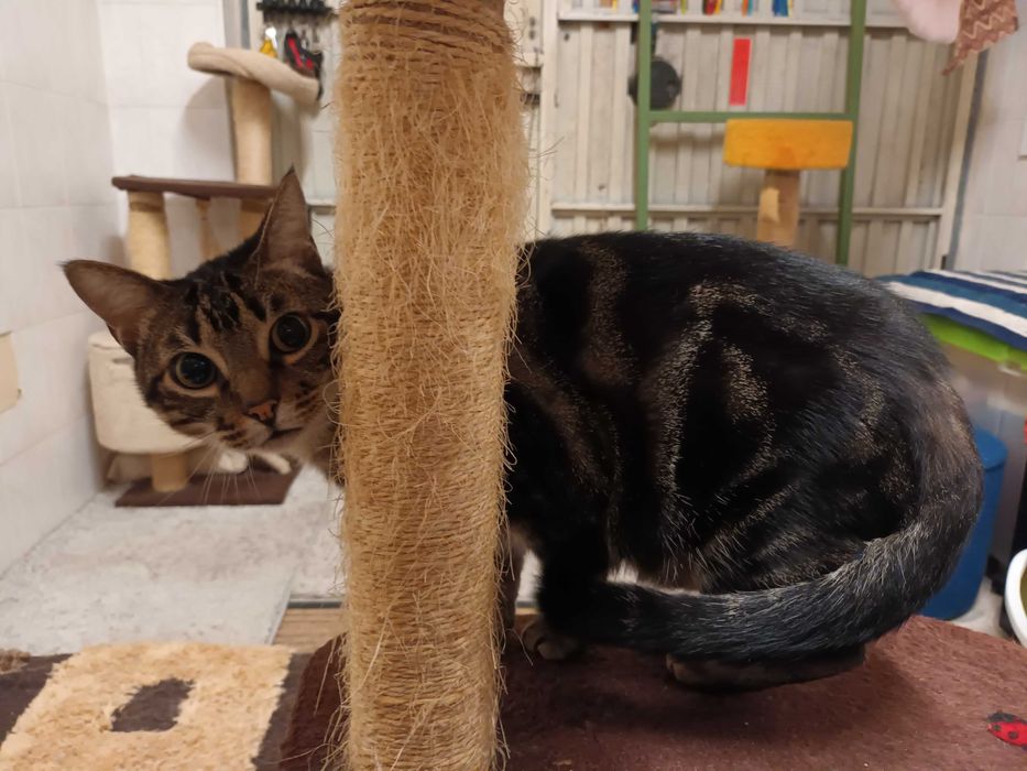 Gato tigrado 2 anos muito meigo