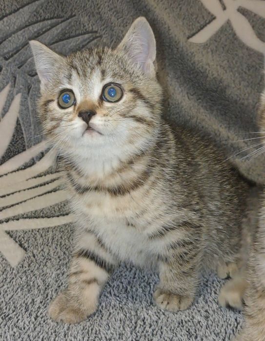 Шотландські кошенята