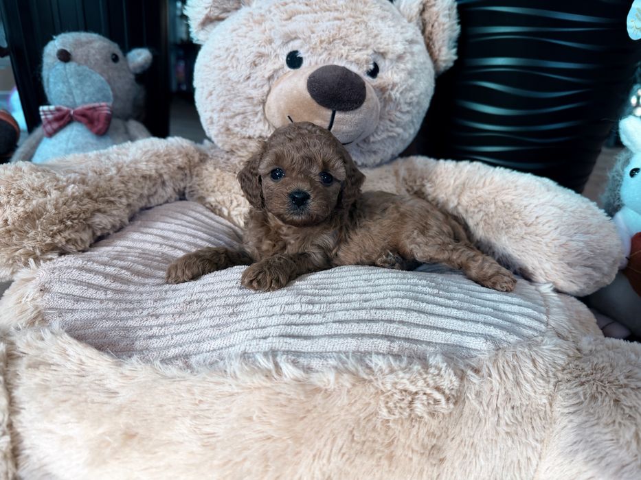 Cavapoo F1b sunia mini