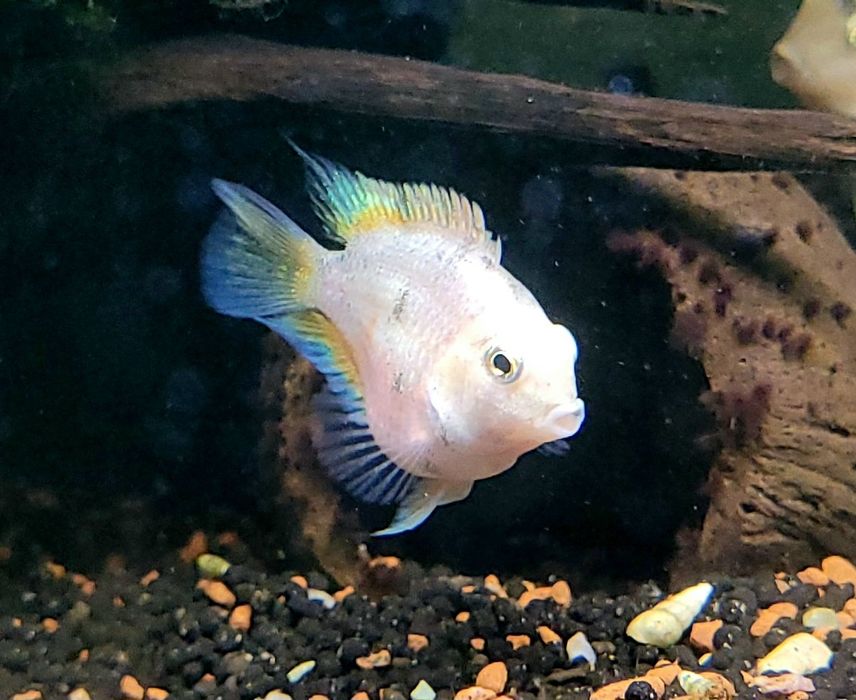 Pielęgnica papuzia blue tiger platynium  merle