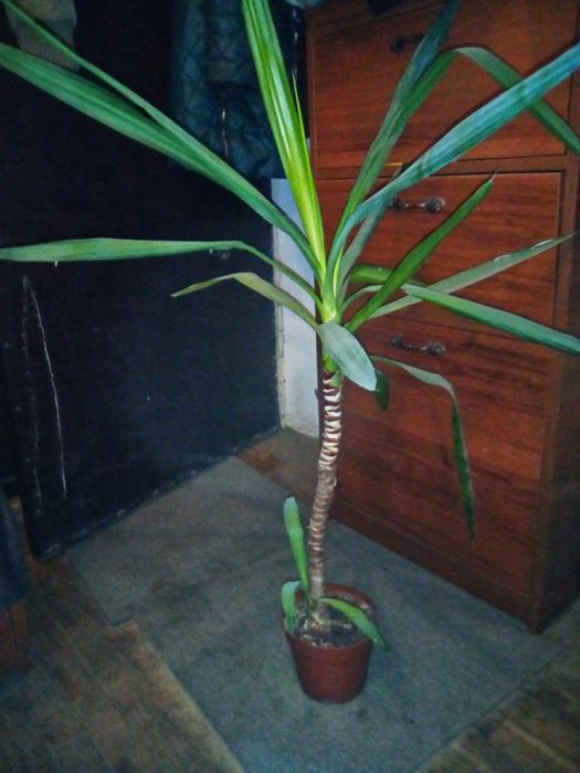 Юкка, кімнатна рослина, вазон, пальма