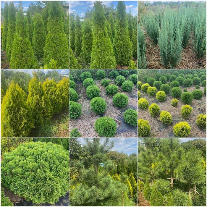 Туя смарагд, брабанд, ялівці та ін.