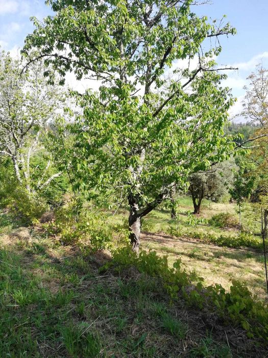 À venda de terreno em rua Professora Maria Irene Gonçalves Mota