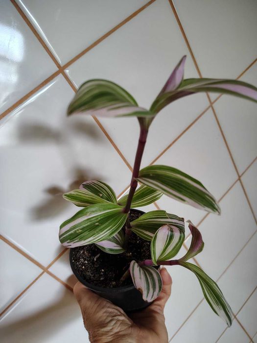 Традесканція силламонтана Tradescantia sillamontana