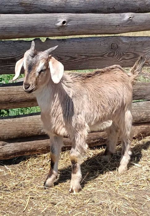 Продаємо стадо кіз