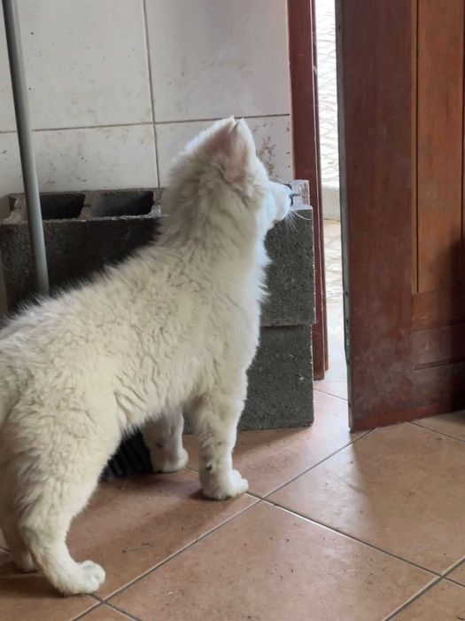 Pastor Branco Suíço fêmea – criado em ambiente familiar