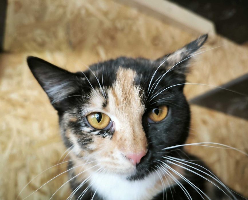 Młoda kotka poleca się do adopcji