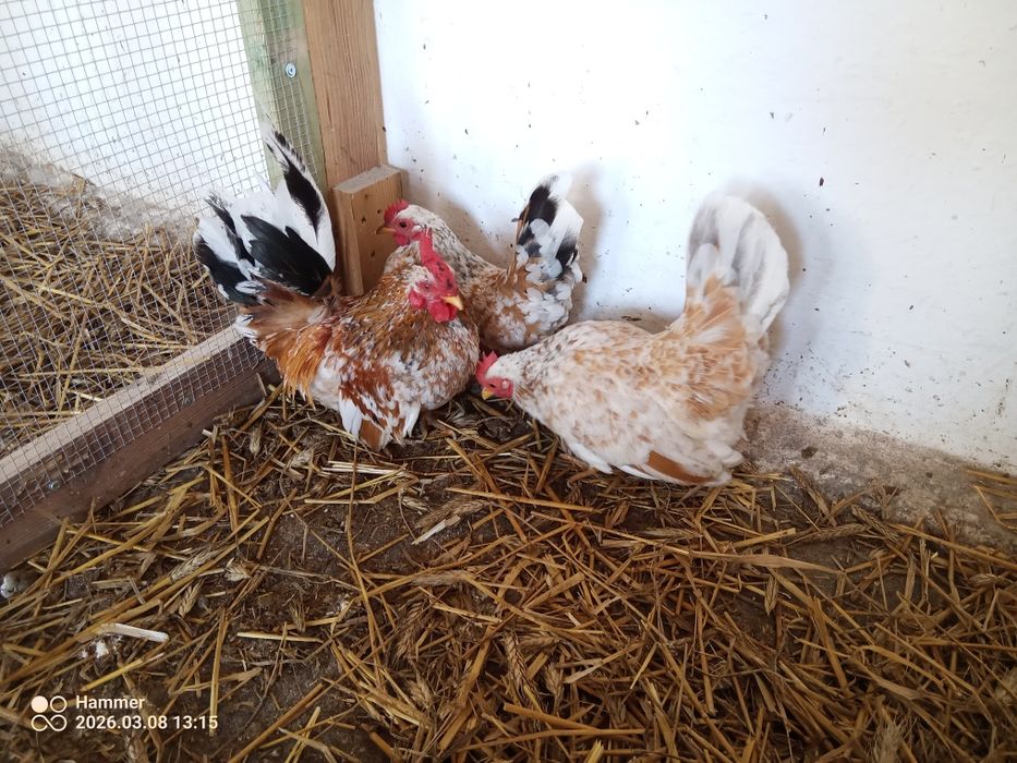 Liliputki liliputy chabo